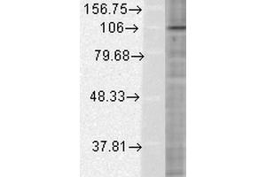 Western Blot analysis of Human HeLa cell lysates showing detection of HIF1 alpha protein using Mouse Anti-HIF1 alpha Monoclonal Antibody, Clone ESEE122 . (HIF1A anticorps  (AA 329-530) (Atto 488))
