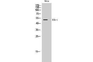Western Blotting (WB) image for anti-ELK1, Member of ETS Oncogene Family (ELK1) (Ser334) antibody (ABIN3174922) (ELK1 anticorps  (Ser334))