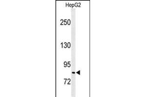 Western blot analysis of C19orf21 Antibody (N-term) (ABIN651044 and ABIN2840046) in HepG2 cell line lysates (35 μg/lane). (C19orf21 anticorps  (N-Term))