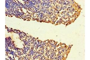 Immunohistochemistry of paraffin-embedded human tonsil tissue using ABIN7165586 at dilution of 1:100