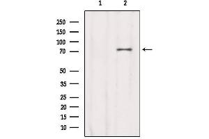 Western blot analysis of extracts from Sp2/0, using CCDC93 Antibody.