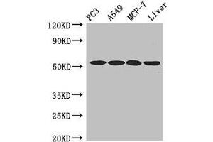 Western Blot Positive WB detected in: PC-3 whole cell lysate, A549 whole cell lysate, MCF-7 whole cell lysate, , Mouse liver tissue All lanes: IRF6 antibody at 4 μg/mL Secondary Goat polyclonal to rabbit IgG at 1/50000 dilution Predicted band size: 54, 42 kDa Observed band size: 54 kDa (IRF6 anticorps  (AA 43-285))
