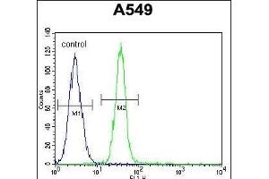 TDRD7 Antibody (C-term) (ABIN654935 and ABIN2844578) flow cytometric analysis of A549 cells (right histogram) compared to a negative control cell (left histogram). (TDRD7 anticorps  (C-Term))