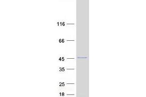 Validation with Western Blot