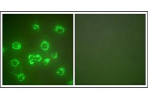 Immunofluorescence analysis of COS7 cells, using GRP75 Antibody.