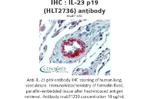 Image no. 2 for anti-Interleukin 23, alpha subunit p19 (IL23A) antibody (ABIN1724064) (IL23A anticorps)