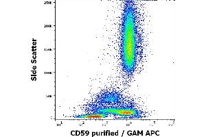 anti-CD59 (CD59) antibody