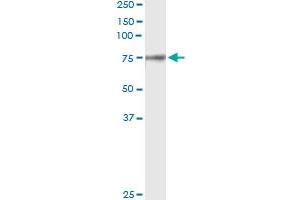 Immunoprecipitation of F2 transfected lysate using anti-F2 monoclonal antibody and Protein A Magnetic Bead , and immunoblotted with F2 MaxPab rabbit polyclonal antibody.