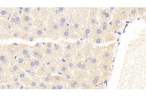 Detection of PHPT1 in Mouse Liver Tissue using Polyclonal Antibody to Phosphohistidine Phosphatase 1 (PHPT1) (PHPT1 anticorps  (AA 1-124))