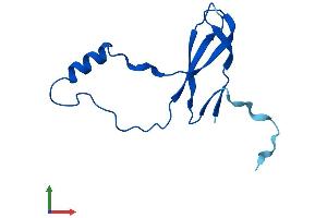 AlphaFold protein structure predicition of Mouse Recombinant Rpl36a Protein, UniprotID P83882