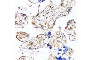 Immunohistochemistry of paraffin-embedded human placenta using YAP1 antibody.