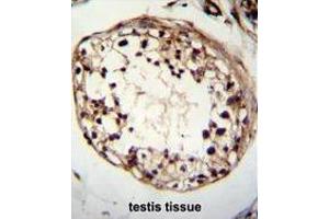 TSPYL6 Antibody (Center) immunohistochemistry analysis in formalin fixed and paraffin embedded human testis tissue followed by peroxidase conjugation of the secondary antibody and DAB staining. (TSPY-Like 6 anticorps  (Middle Region))