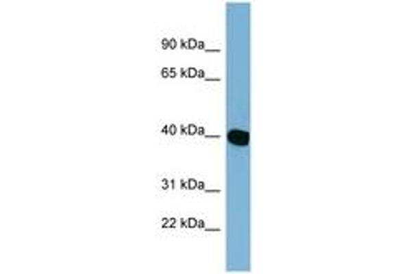 NOXRED1 antibody  (AA 179-228)