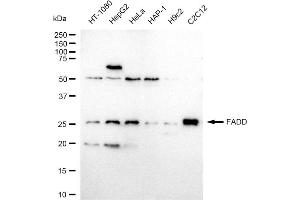 Western blotting analysis using FADD antibody (ABIN7798577).