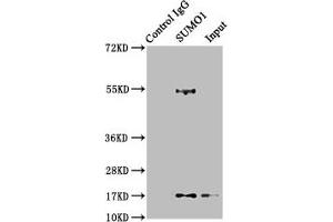 Immunoprecipitating SUMO1 in 293T whole cell lysate Lane 1: Rabbit control IgG instead of ABIN7127830 in 293T whole cell lysate. (Recombinant SUMO1 anticorps)