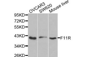 Western blot analysis of extracts of various cells, using F11R antibody. (F11R anticorps)