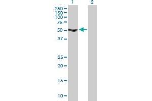 Western Blot analysis of SRPX expression in transfected 293T cell line by SRPX MaxPab polyclonal antibody. (SRPX anticorps  (AA 1-464))