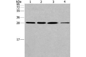 Western Blot analysis of Hela cell and Human fetal liver tissue, A549 and 293T cell using ERP29 Polyclonal Antibody at dilution of 1:200 (ERP29 anticorps)