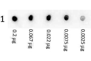 Image no. 1 for anti-Streptavidin antibody (ABIN964708) (Streptavidin anticorps)