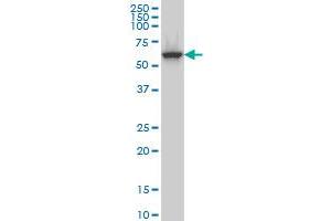 CLK3 monoclonal antibody (M07A), clone 7D6 Western Blot analysis of CLK3 expression in MCF-7 . (CLK3 anticorps  (AA 36-136))