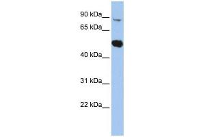 WB Suggested Anti-SOX6 Antibody Titration: 0. (SOX6 anticorps  (Middle Region))