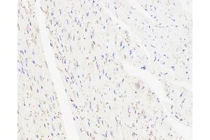 Immunohistochemistry analysis of paraffin-embedded mouse heart using Connexin 43 Polyclonal Antibody at dilution of 1:300. (Connexin 43/GJA1 anticorps)