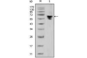 Western Blot showing human IgG (Fc specific) antibody used against human serum (1). (Souris anti-Humain IgG (Fc Region) Anticorps)