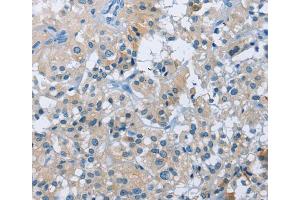 Immunohistochemistry (IHC) image for anti-butyrophilin, Subfamily 2, Member A2 (BTN2A2) antibody (ABIN2423019) (BTN2A2 anticorps)