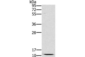 Western Blot analysis of Mouse kidney tissue using SCGB2A1 Polyclonal Antibody at dilution of 1:800 (SCGB2A1 anticorps)
