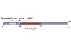 Image no. 1 for anti-C-Raf-1 (AA 162-378) antibody (ABIN967783) (C-Raf-1 (AA 162-378) anticorps)