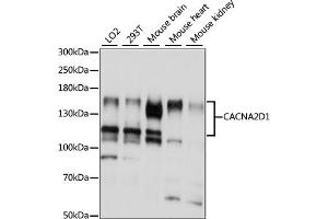 Western blot analysis of extracts of various cell lines, using CD1 antibody (ABIN7266009) at 1:1000 dilution. (CACNA2D1 anticorps  (AA 550-800))