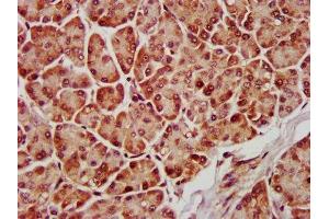 IHC image of ABIN7159972 diluted at 1:600 and staining in paraffin-embedded human pancreatic tissue performed on a Leica BondTM system.