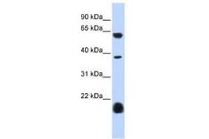 Image no. 1 for anti-Serotonin Receptor 3E (HTR3E) (AA 360-409) antibody (ABIN6740429) (HTR3E anticorps  (AA 360-409))
