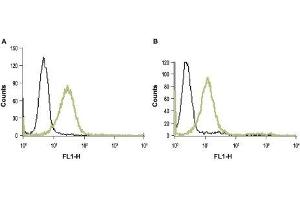 Cell surface detection of PAR-1 in live intact HL-60 (human promyelocytic leukemia) (A) and Jurkat (human T cell leukemia) (B) cell lines: (black line) Unstained cells + FITC-conjugated goat anti-rabbit antibody.