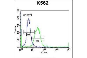 Flow cytometric analysis of K562 cells (right histogram) compared to a negative control cell (left histogram). (DOC2A anticorps  (AA 277-306))