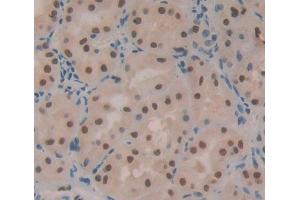 Used in DAB staining on fromalin fixed paraffin- embedded kidney tissue (TOPBP1 anticorps  (AA 1-250))