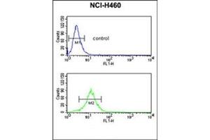 Flow Cytometric analysis of NCI-H460 cells using SDR Antibody (Center) Cat. (SDPR anticorps  (Middle Region))