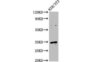 Western Blot Positive WB detected in: NIH/3T3 whole cell lysate All lanes: CCND2 antibody at 2. (Cyclin D2 anticorps  (AA 1-289))