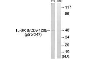 Western blot analysis of extracts from NIH-3T3 cells treated with PMA 125ng/ml 30', using IL-8R beta/CDw128 beta (Phospho-Ser347) Antibody. (CXCR2 anticorps  (pSer347))