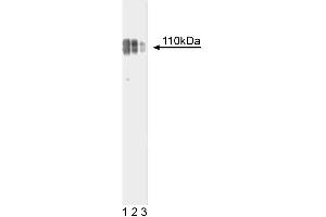 Western blot analysis of Nicastrin on WI-38 lysate. (Nicastrin anticorps  (AA 168-289))