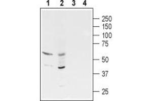 anti-gamma-aminobutyric Acid (GABA) Receptor, rho 3 (GABRR3) (AA 31-44), (Extracellular) antibody