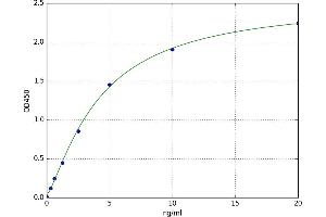Biglycan (BGN) ELISA Kit