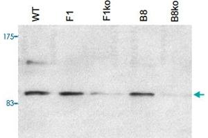 E14TG2A (mouse embryonic stem cells) were transfected with a conditional allele of PHF8. (PHF8 anticorps)