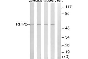 Western blot analysis of extracts from A549 cells, COLO cells, HUVEC cells and MCF-7 cells, using RAB11FIP2 antibody. (RAB11FIP2 anticorps  (Internal Region))