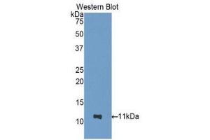 Western Blotting (WB) image for anti-Nucleobindin 2 (NUCB2) (AA 25-104) antibody (ABIN1860073)
