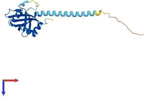 AlphaFold protein structure predicition of Mouse Recombinant Cbfb Protein, UniprotID Q08024