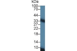 Western Blot; Sample: Rat Liver lysate; Primary Ab: 1µg/ml Rabbit Anti-Rat CACT Antibody Second Ab: 0. (SLC25A20 anticorps  (AA 1-211))