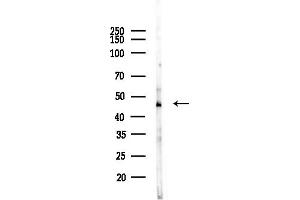 anti-Adaptor-Related Protein Complex 1, mu 1 Subunit (AP1M1) (Internal Region) antibody