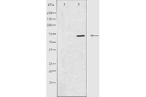 Western blot analysis of extracts from 293 cells, using RPAP2 antibody.