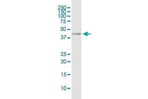 CD200R1 MaxPab rabbit polyclonal antibody. (CD200R1 anticorps  (AA 1-348))